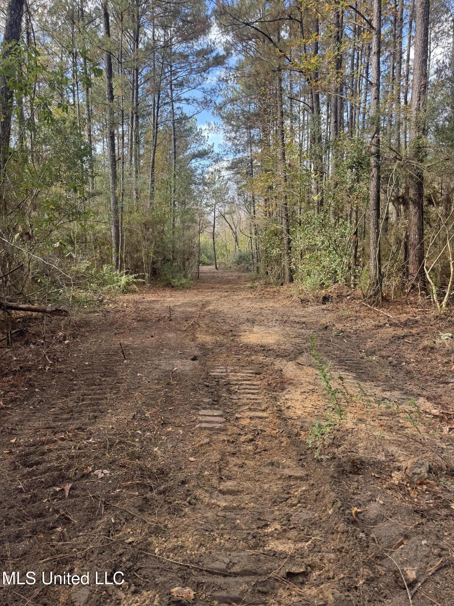 0 Dupont Harts Chapel Road Poplarville, MS 39470 - Photo 10 of 15 Trail Cleared