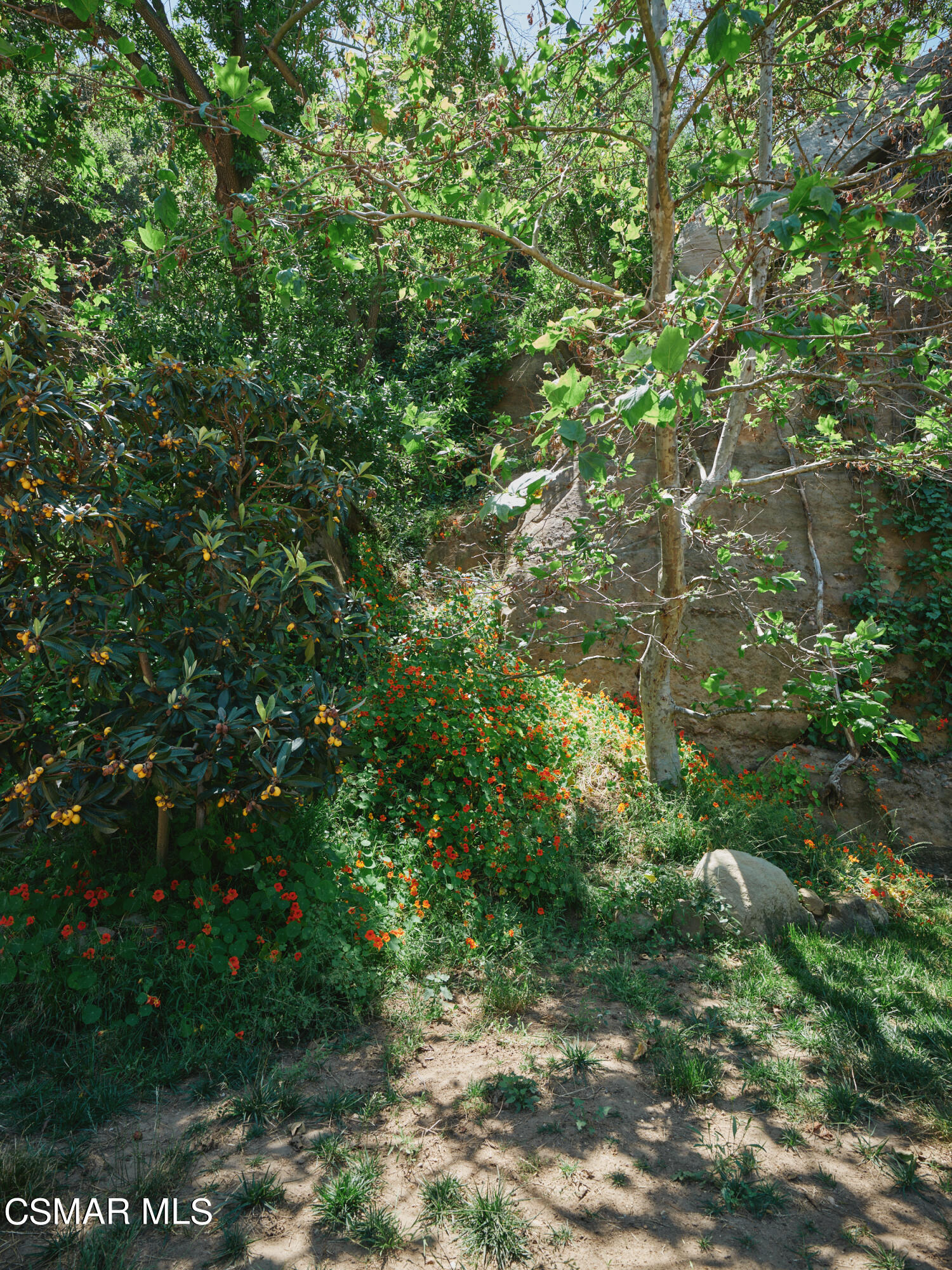 19833 Observation Drive Topanga, CA 90290 - Photo 65 of 75 a backyard of a house with lots of green space and garden