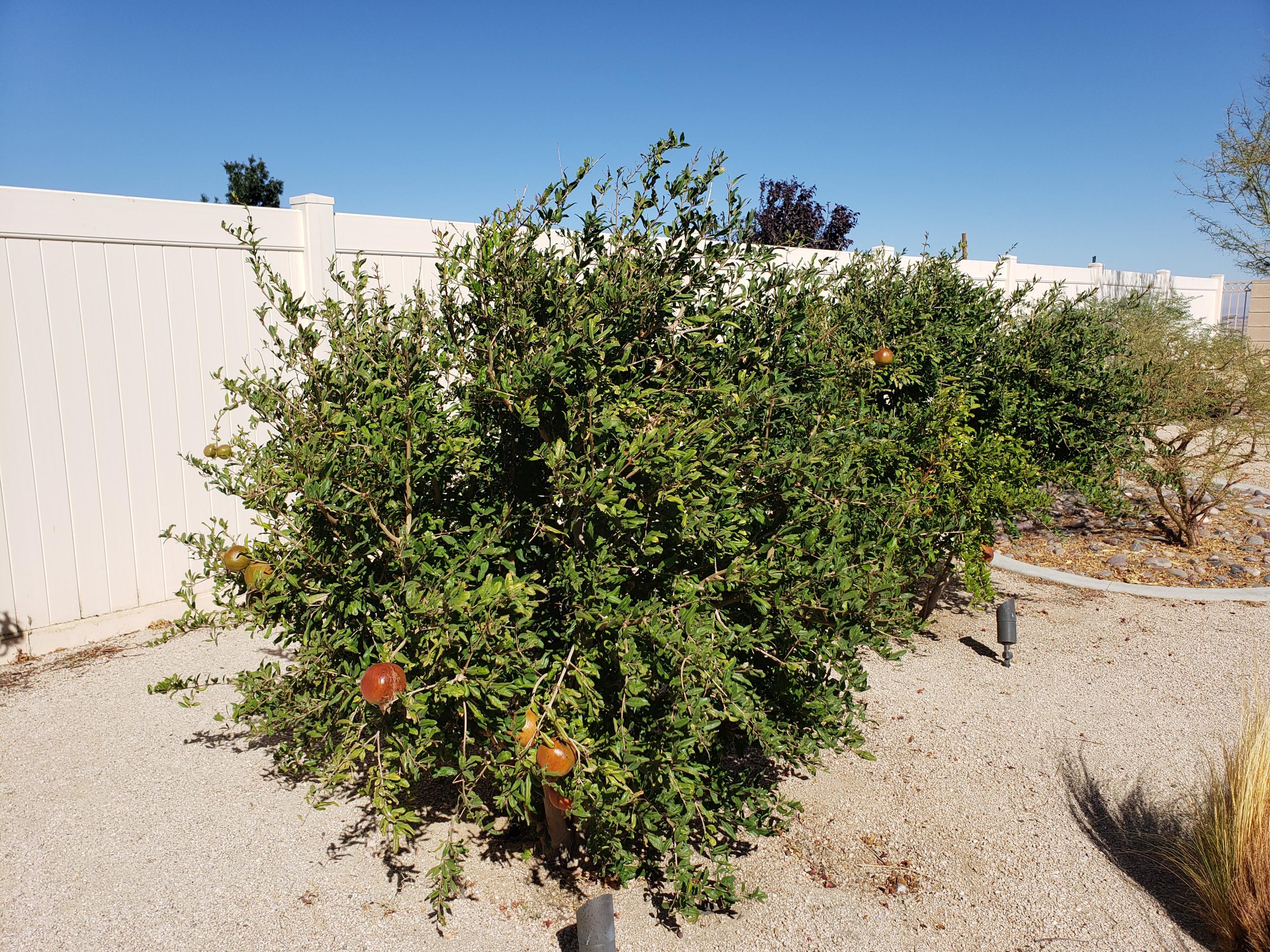 6839 Cabernet Road Palmdale, CA 93551 - Photo 8 of 21 a view of a yard with a tree