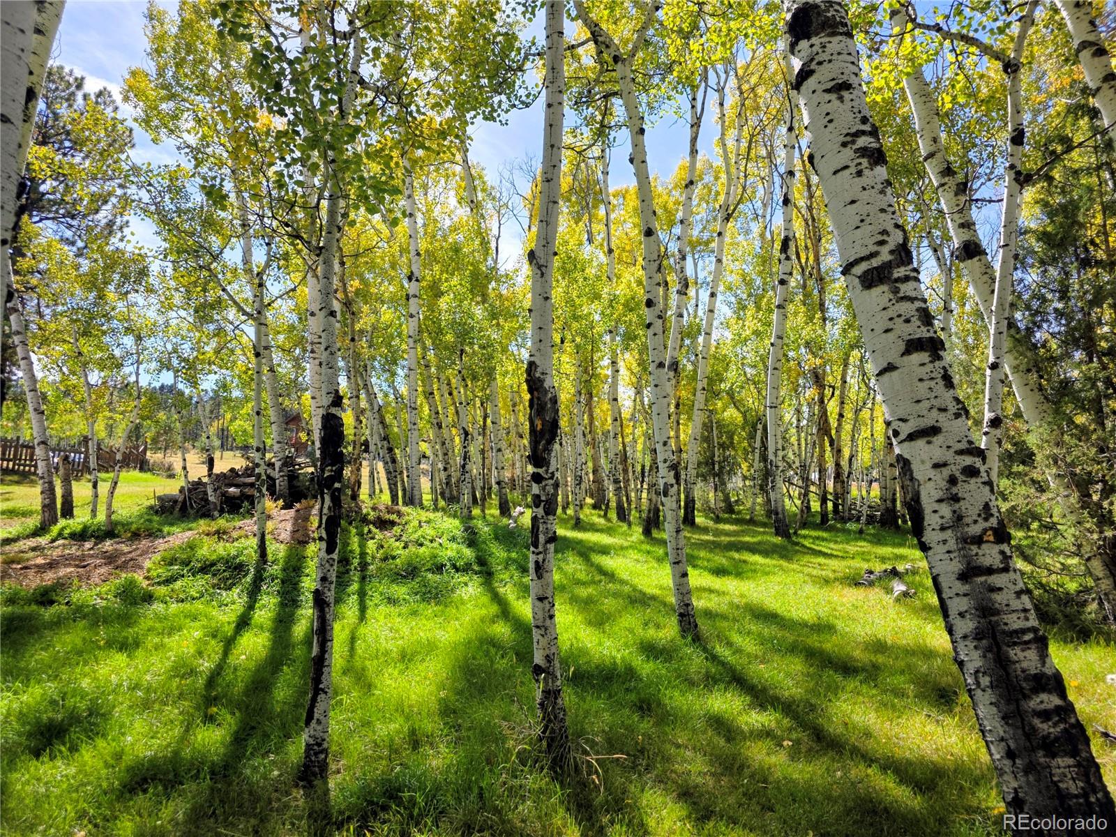331 Bluebird Lane Bailey, CO 80421 - Photo 7 of 49