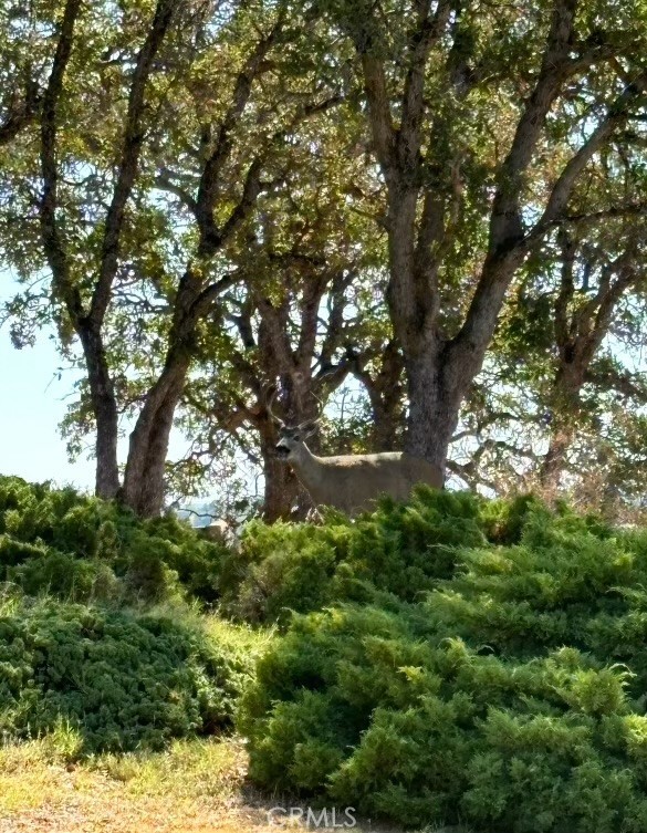 19035 Bonita Road Red Bluff, CA 96080 - Photo 47 of 47