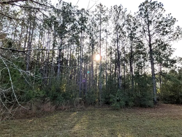 a view of a forest with trees in the background