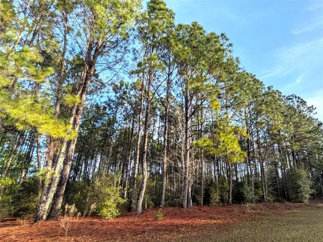 a view of road and trees
