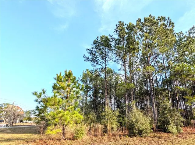 a view of a tree with a yard