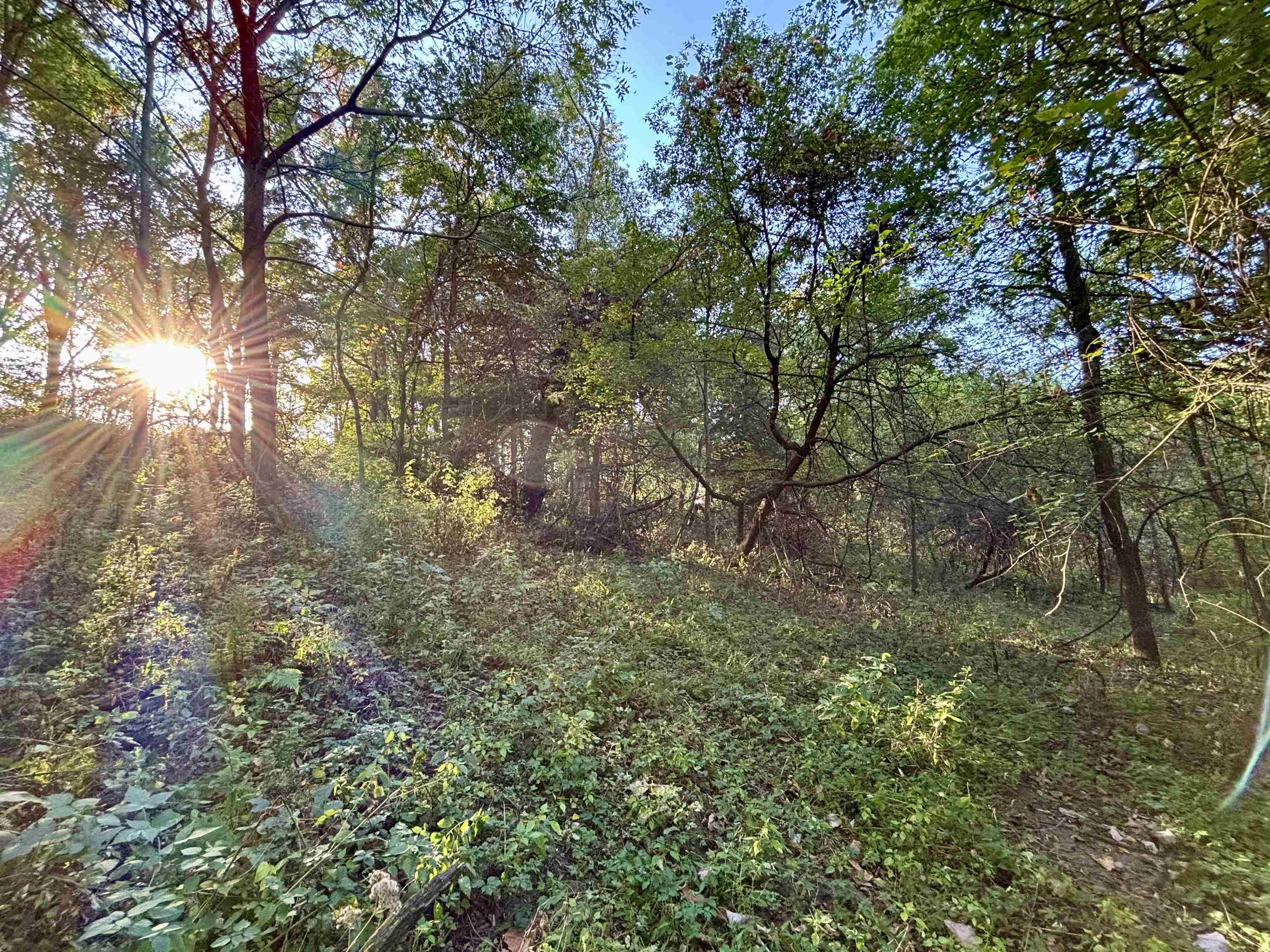 57.83-acres West Menzemer Road Elizabeth, IL 61028 - Photo 15 of 64 a view of a tree in a yard