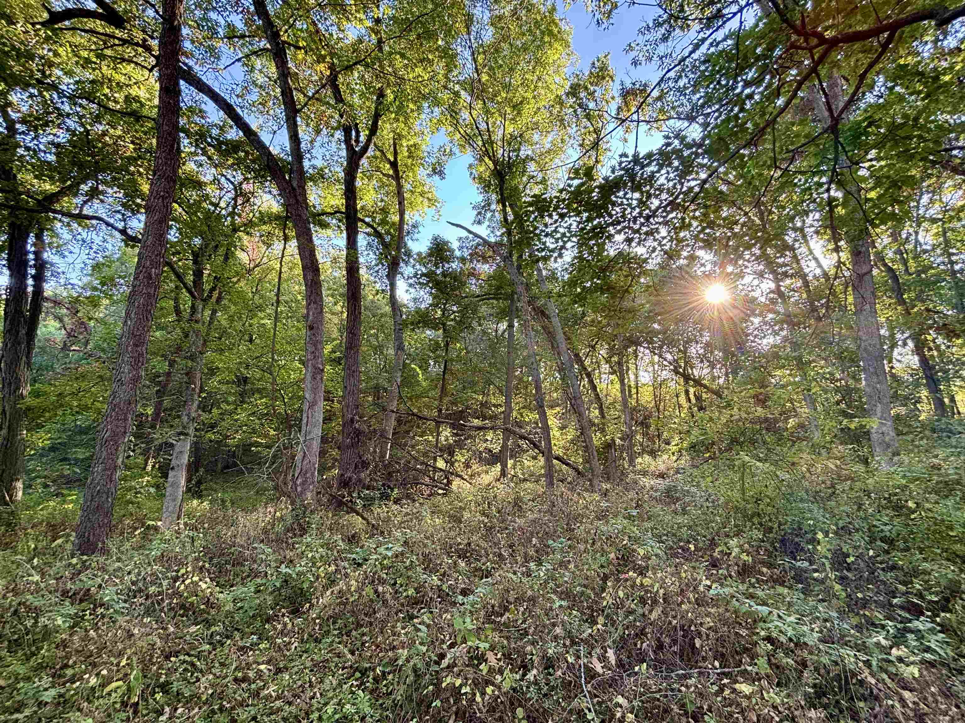 57.83-acres West Menzemer Road Elizabeth, IL 61028 - Photo 16 of 64 a view of a forest with trees