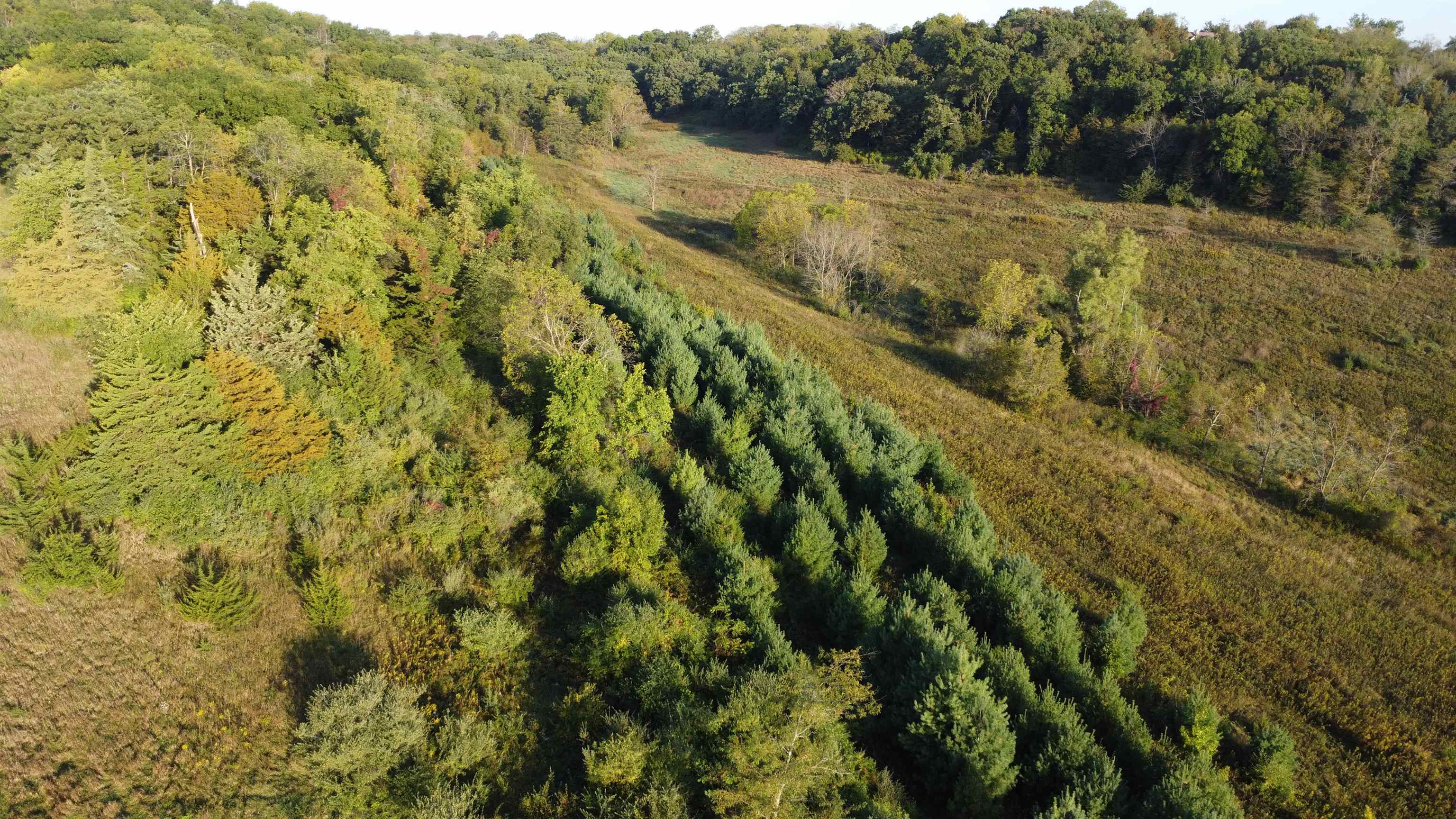 57.83-acres West Menzemer Road Elizabeth, IL 61028 - Photo 23 of 64 a view of a lush green forest with a mountain