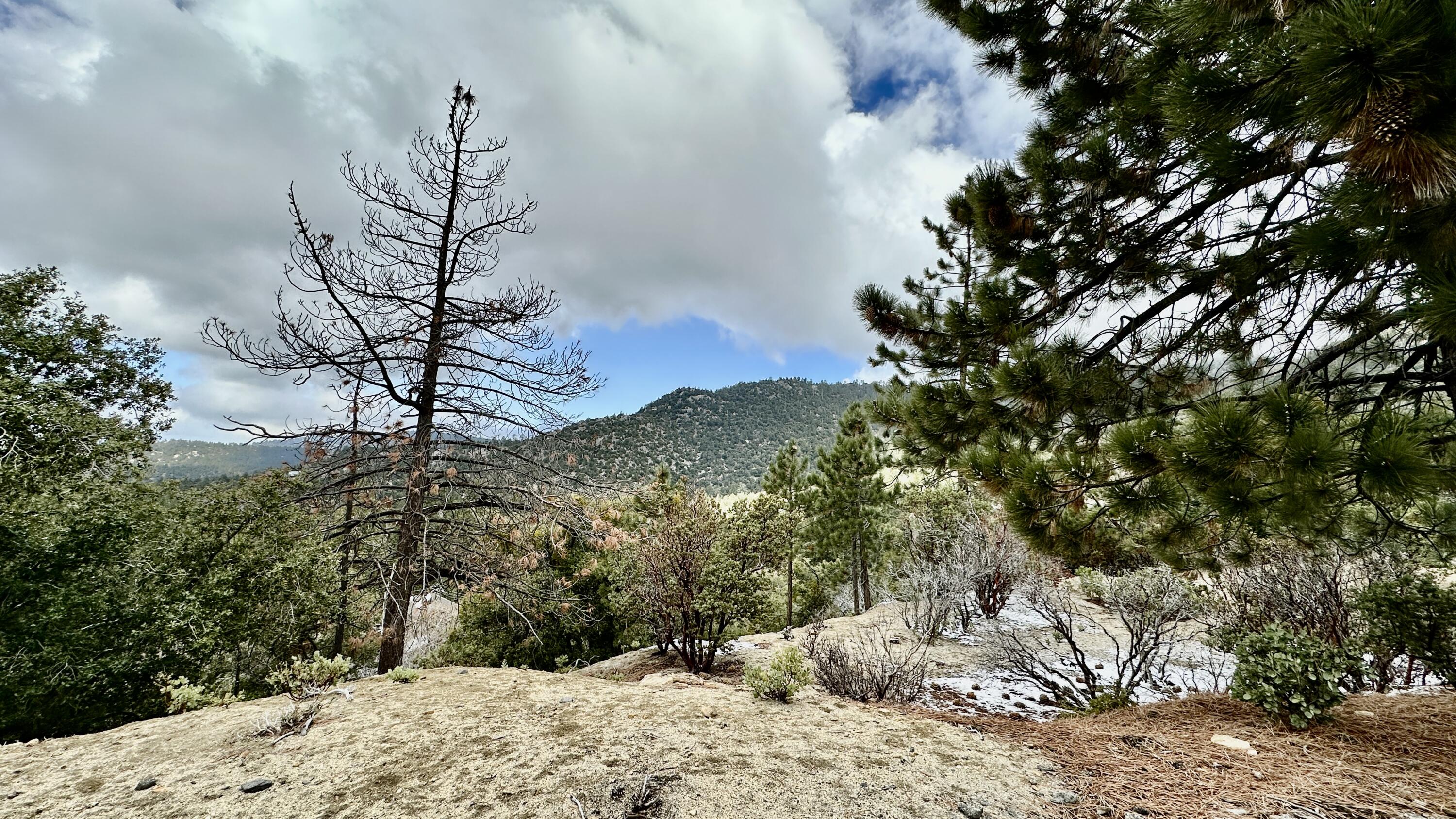 0 Cougar Road Idyllwild, CA 92549 - Photo 7 of 19 IMG_E2292