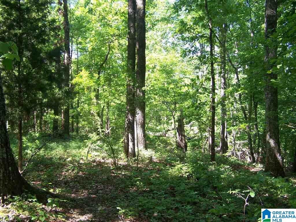 8751 Clayton Cove Road Springville, AL 35146 - Photo 19 of 44