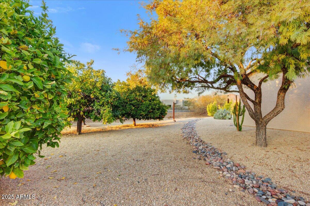 18820 East Gemmill Drive Rio Verde, AZ 85263 - Photo 6 of 72 a view of a yard with a tree