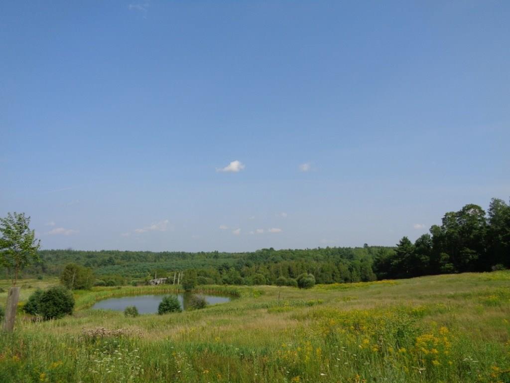 Field with small pond