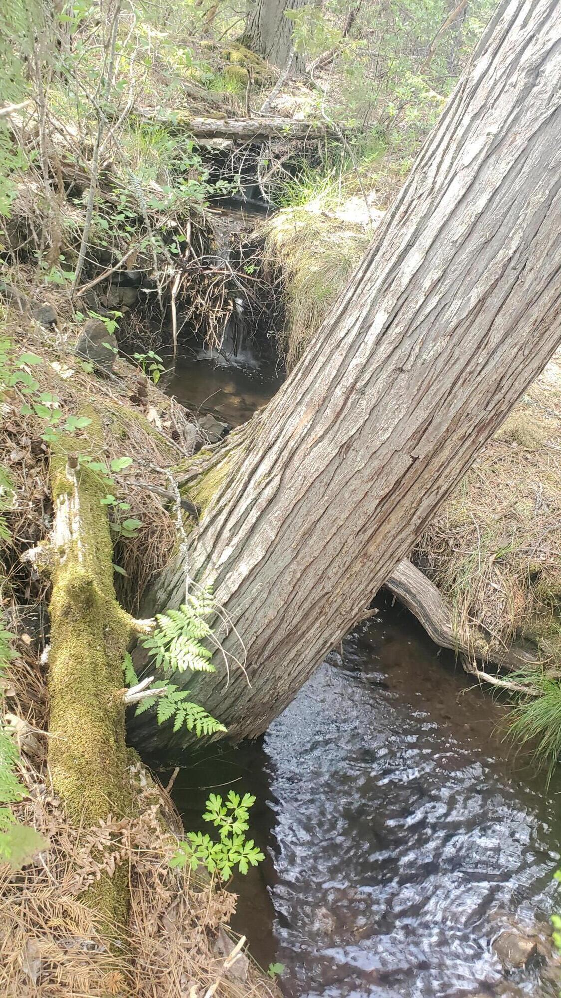 6016-6110 West Side Road Cave Junction, OR 97523 - Photo 33 of 67 16e Creek