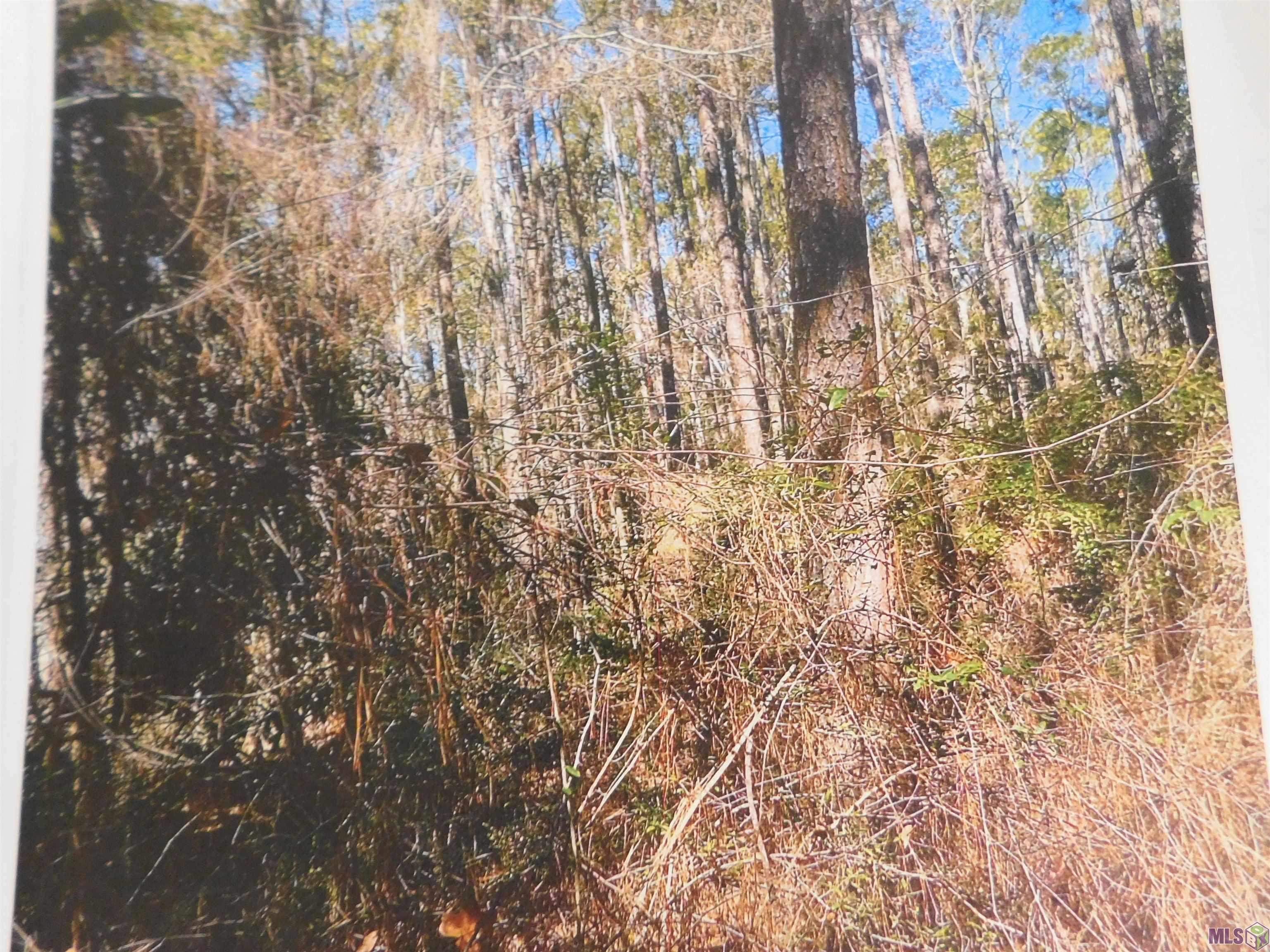 Tbd Transmitter Road Lacombe, LA 70445 - Photo 3 of 4 Gallery Image 3