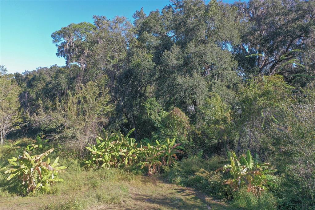 5013 Greenbriar Road Lakeland, FL 33810 - Photo 17 of 34 a close up of a plant in a garden