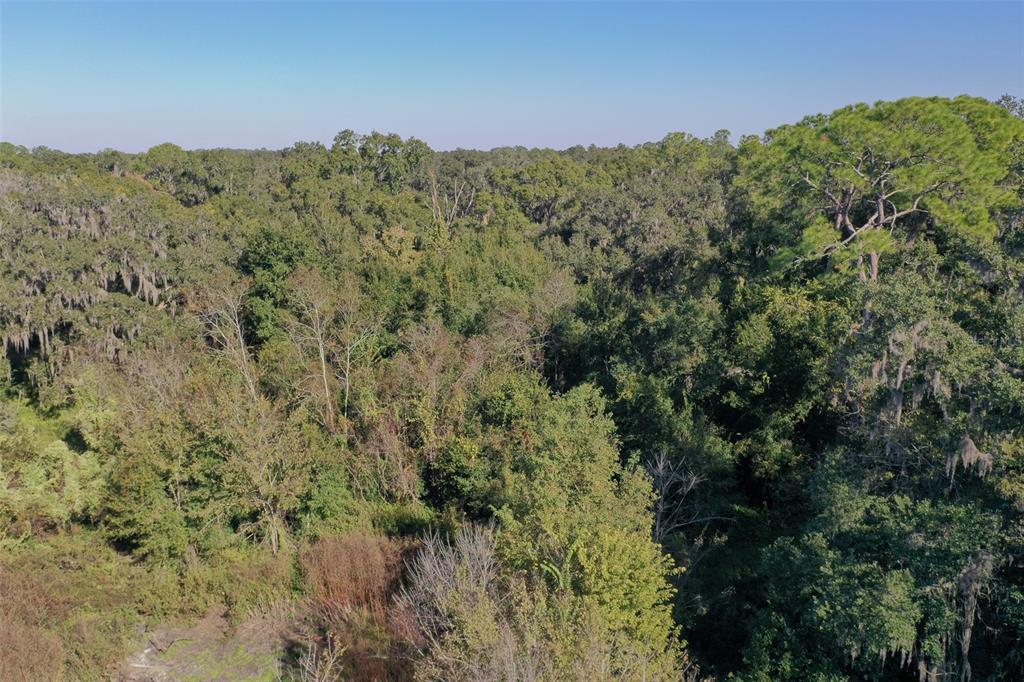 5013 Greenbriar Road Lakeland, FL 33810 - Photo 20 of 34 a view of a forest with mountains in the background
