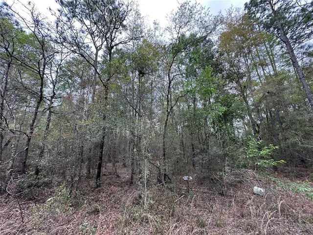 a view of a yard with trees in the background