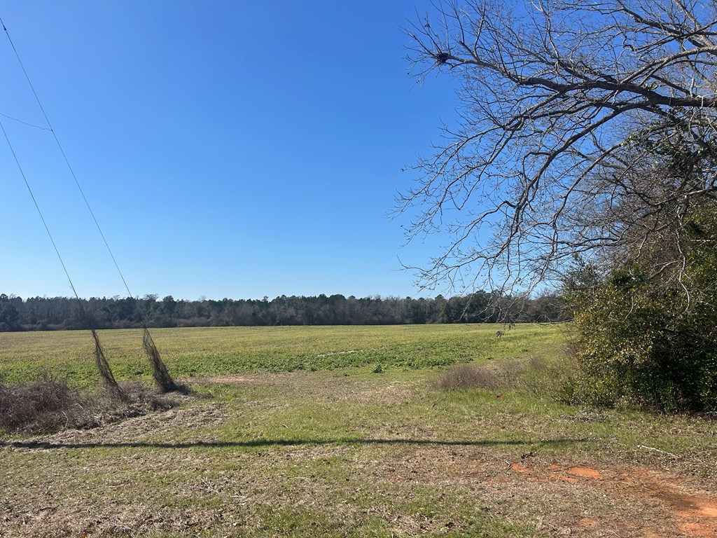 31.5-ac 31.5-ac Rammer Loop Road Dothan, AL 36301 - Photo 21 of 49