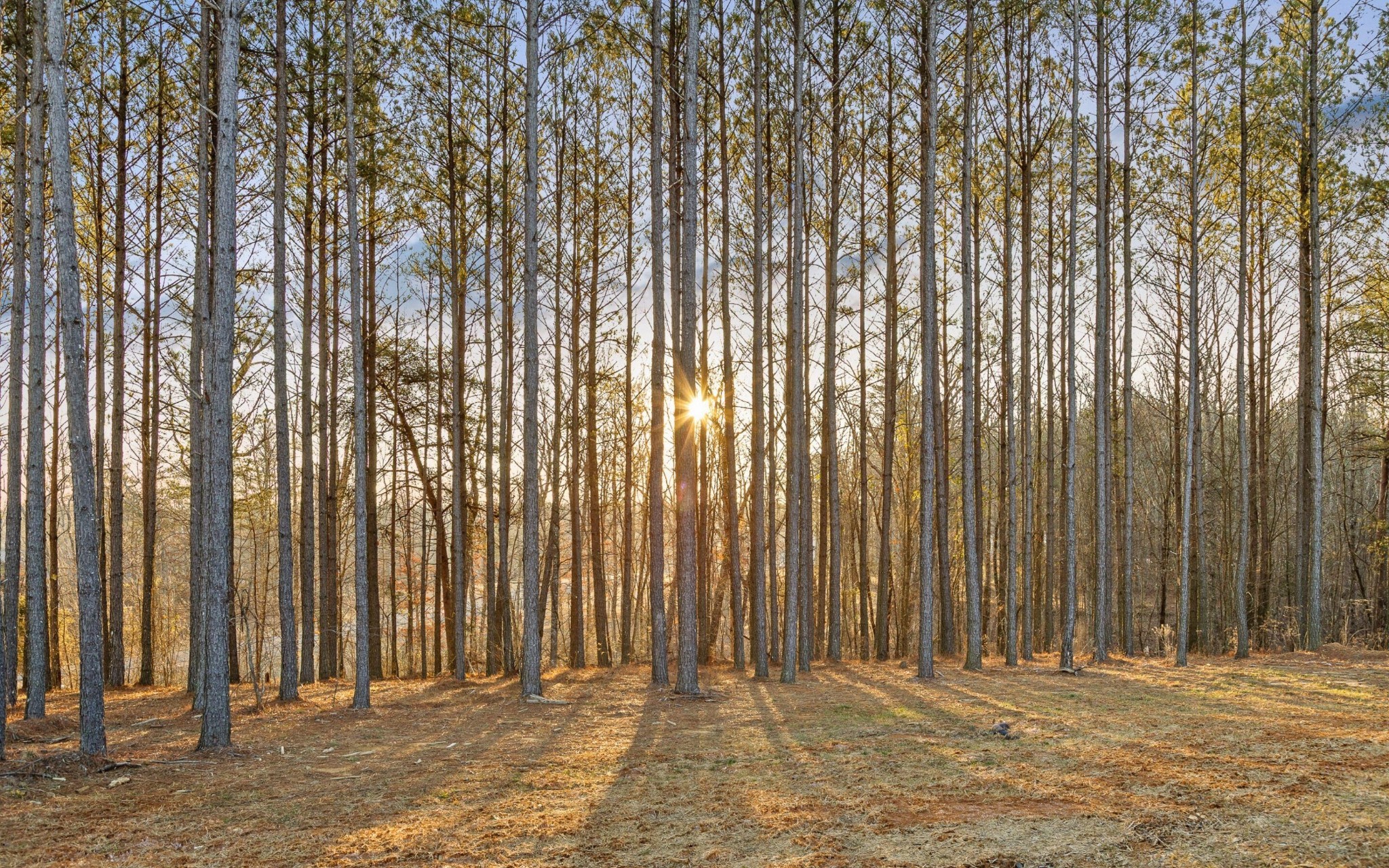 220 High Point Lane Jasper, TN 37347 - Photo 45 of 59