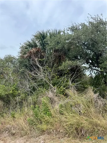 a view of a yard with plants and a tree