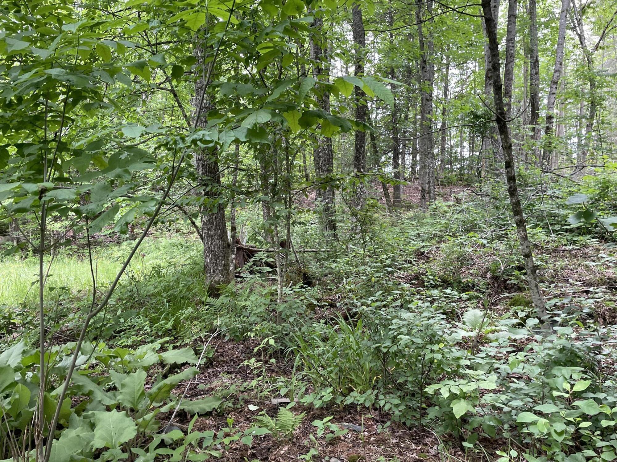 13 Back Parkman Road Abbot, ME 04406 - Photo 18 of 22 IMG_1679 - Copy