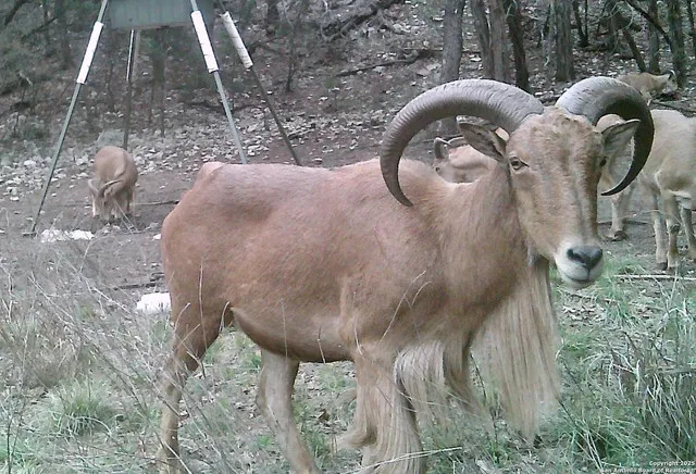 $559,000 | 825 Valley Vista Road, Tarpley, TX 78883