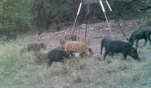 $559,000 | 825 Valley Vista Road, Tarpley, TX 78883