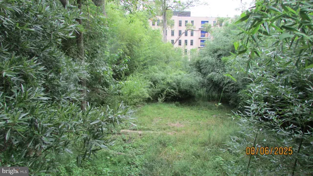 a view of a lush green forest