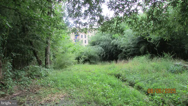 a view of a lush green forest