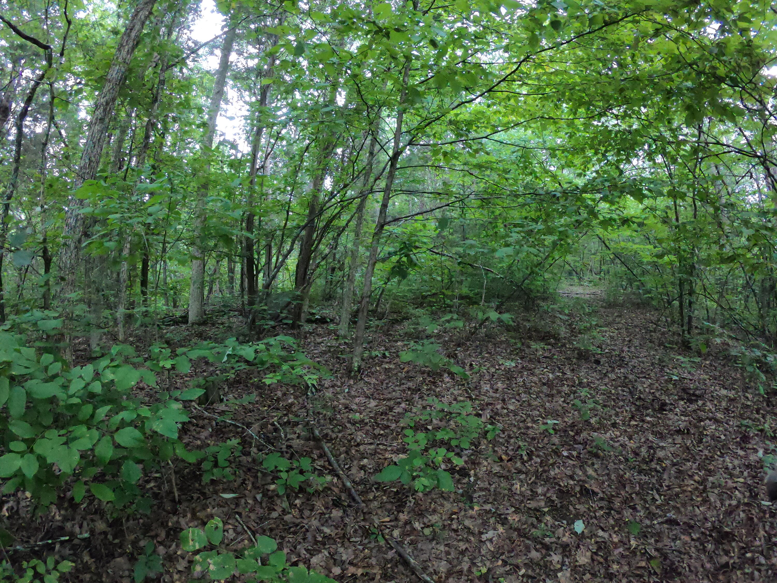 Tbd Tbd Greene Road Bulls Gap, TN 37711 - Photo 54 of 76 GOPR0298