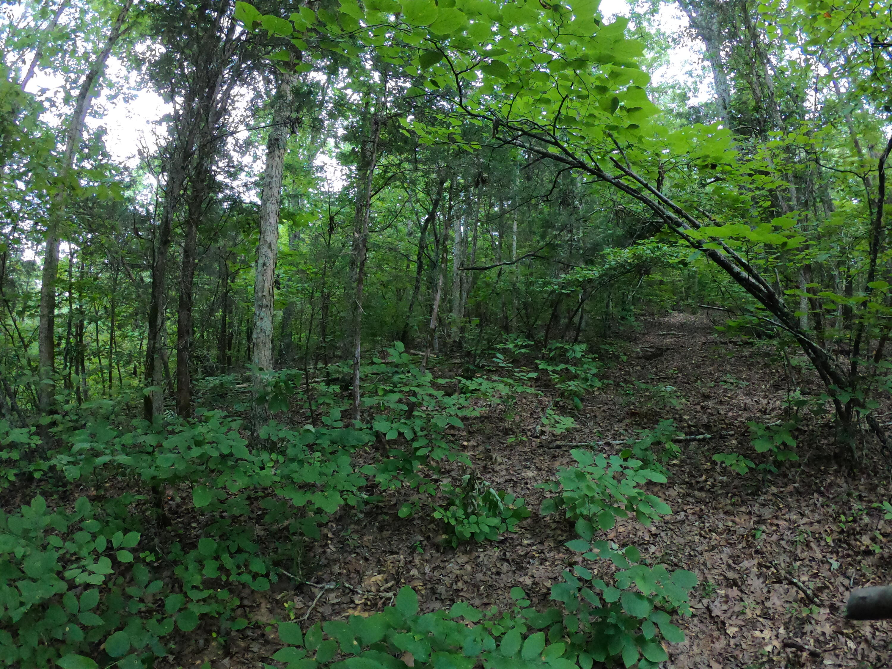 Tbd Tbd Greene Road Bulls Gap, TN 37711 - Photo 59 of 76 GOPR0303