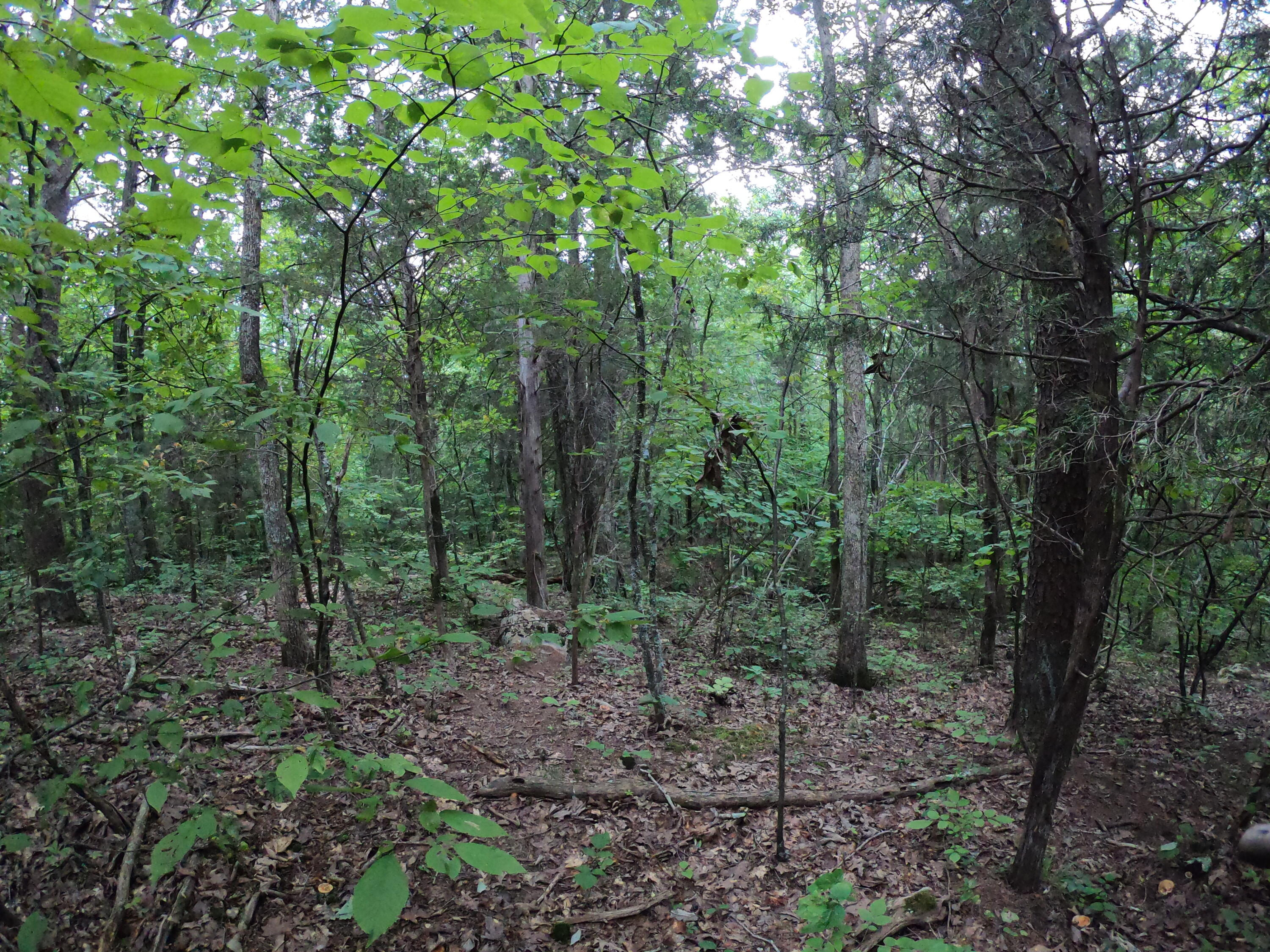 Tbd Tbd Greene Road Bulls Gap, TN 37711 - Photo 64 of 76 GOPR0308