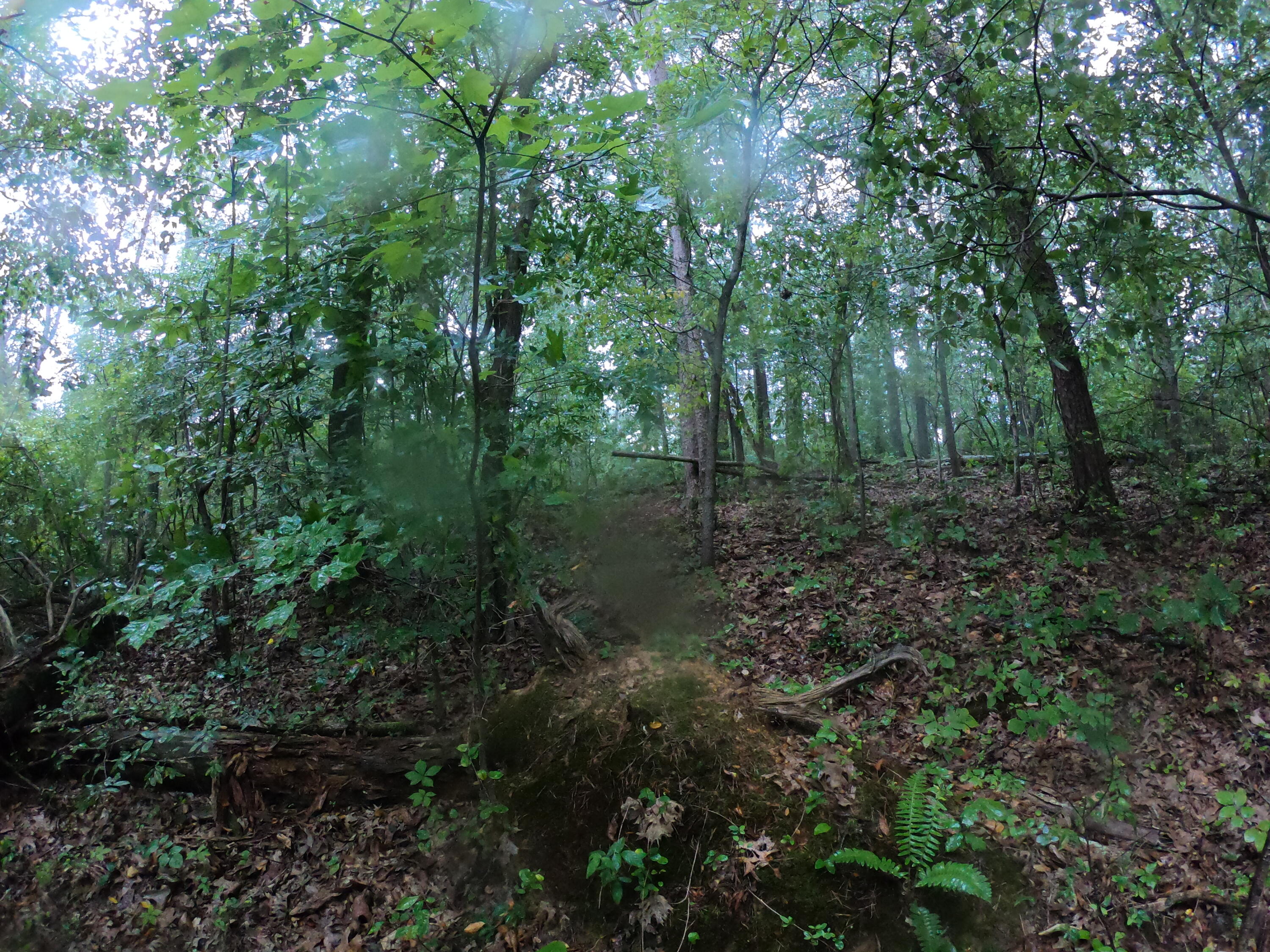 Tbd Tbd Greene Road Bulls Gap, TN 37711 - Photo 74 of 76 GOPR0318