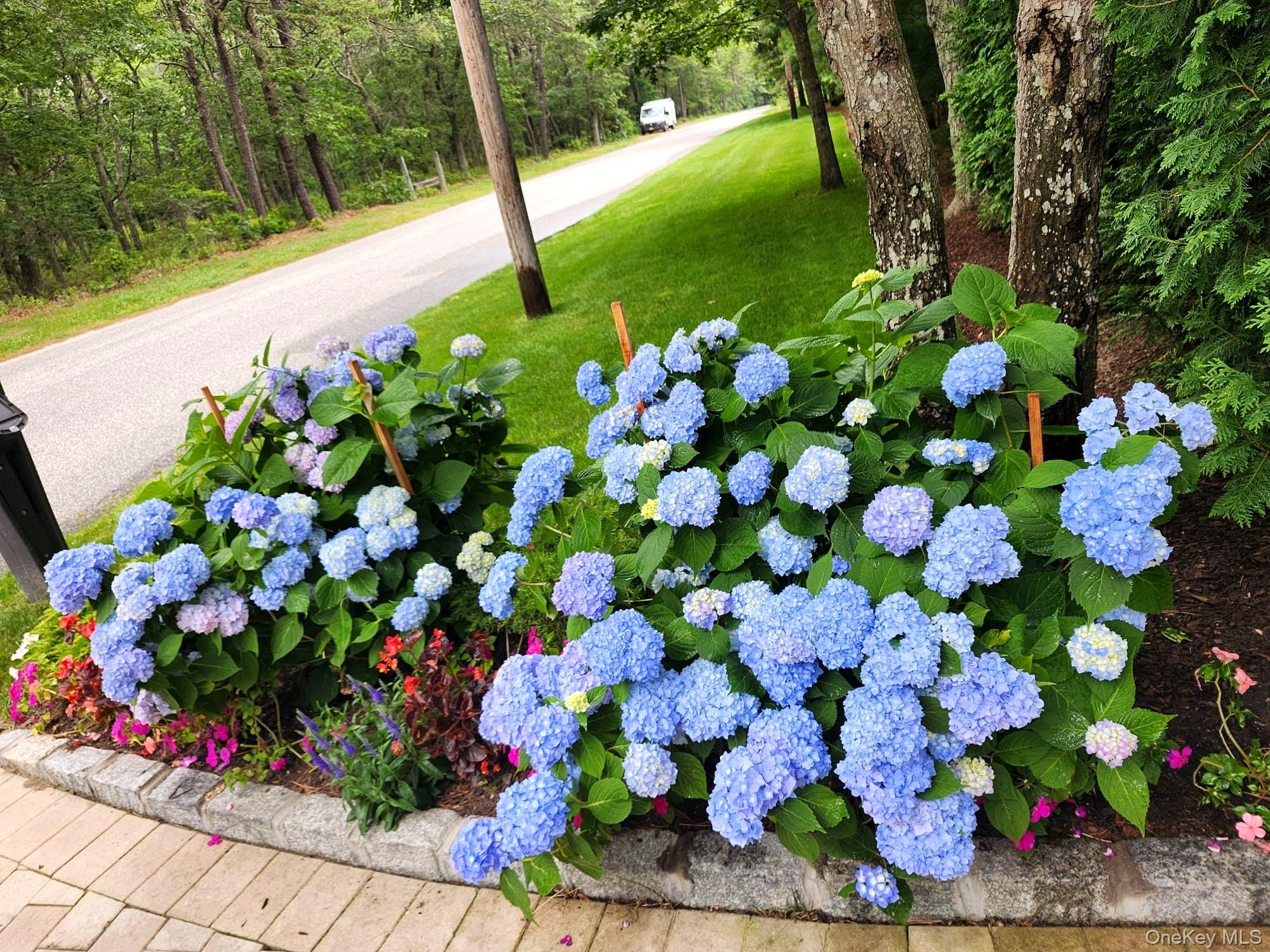 99 Spinney Road East Quogue, NY 11942 - Photo 39 of 40 a bunch of flowers with white flowers