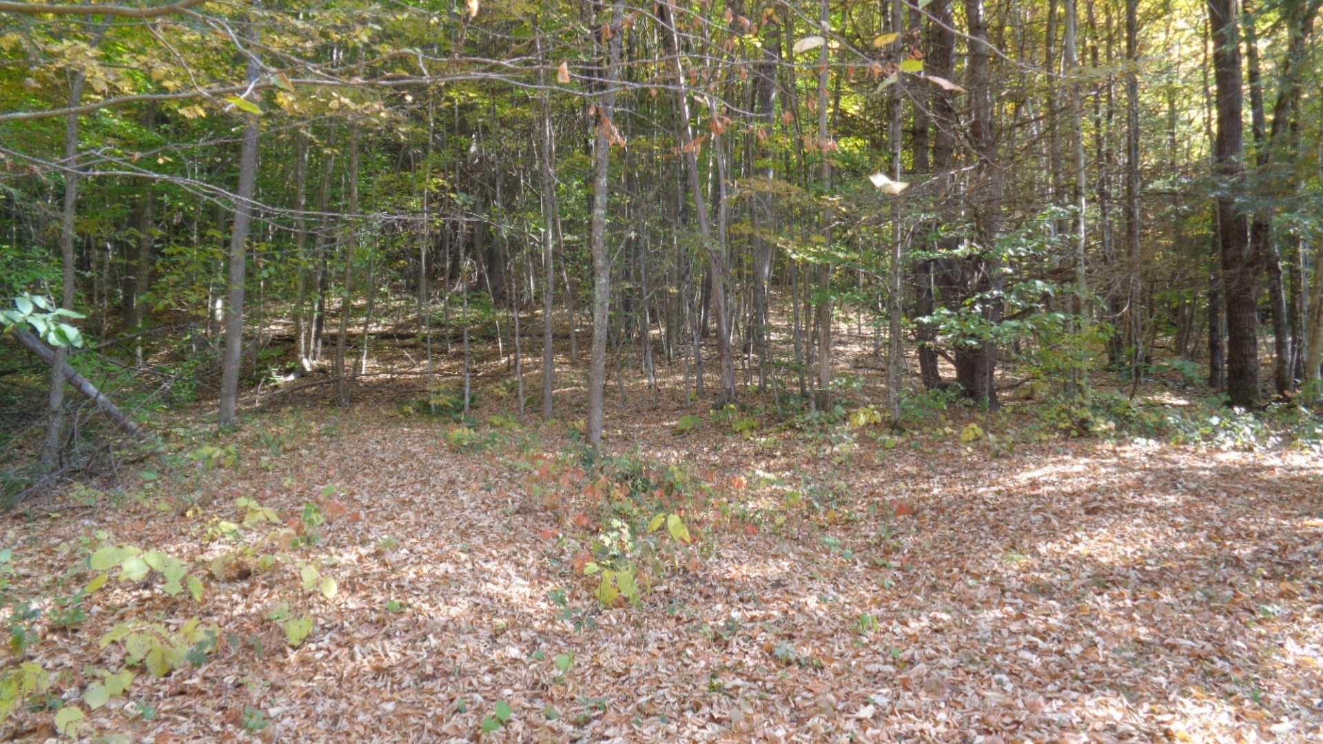 0 Montgomery Road East Randolph, VT 05041 - Photo 19 of 24
