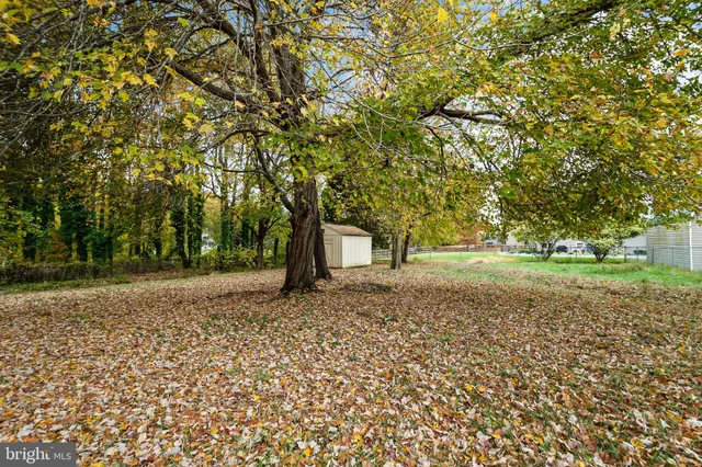 a tree in the middle of a yard