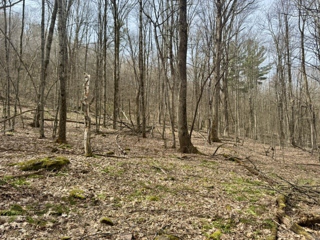 653 Frank Briggs Road Davenport, NY 13820 - Photo 4 of 47