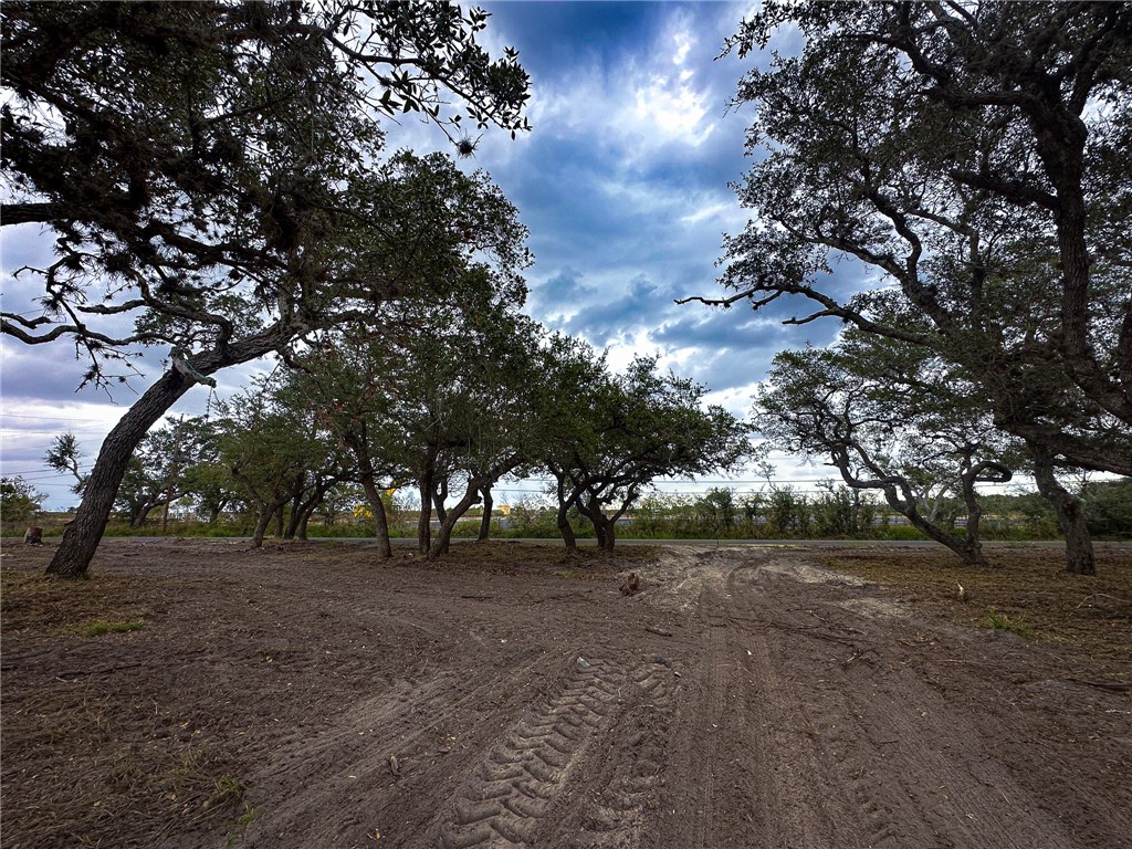 a view of dirt yard with a tree