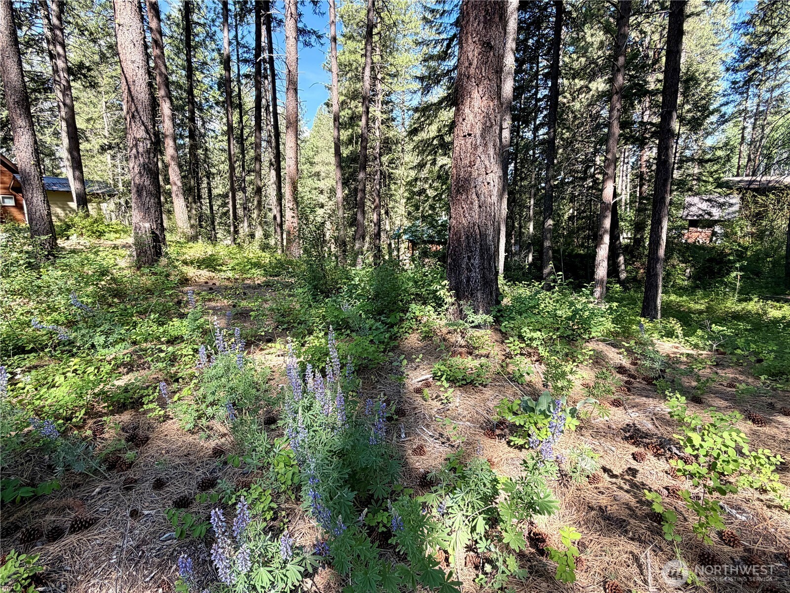 11 Highland Mdw Road Winthrop, WA 98862 - Photo 18 of 25 a view of a garden with plants and trees