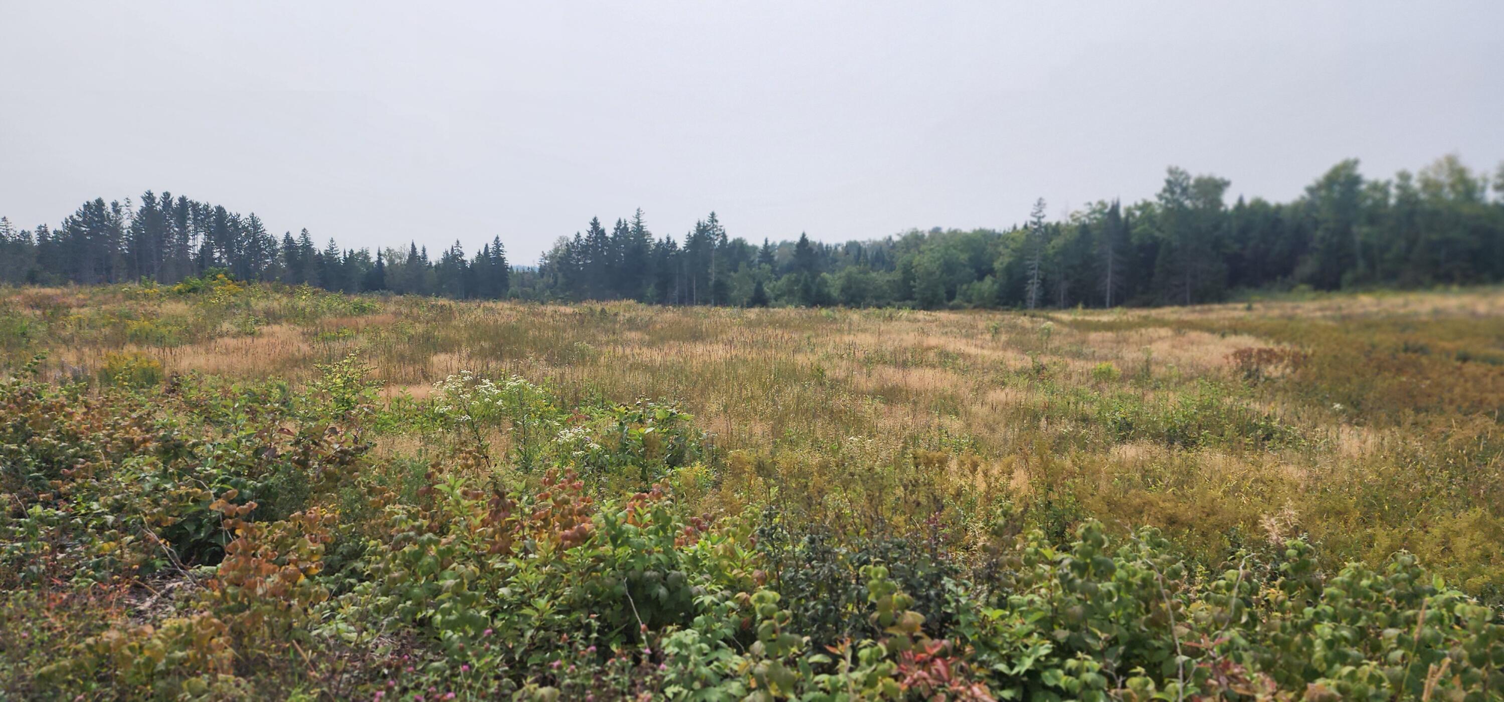 Off Fongemie Road St. David, ME 04773 - Photo 11 of 20 20240814_135920
