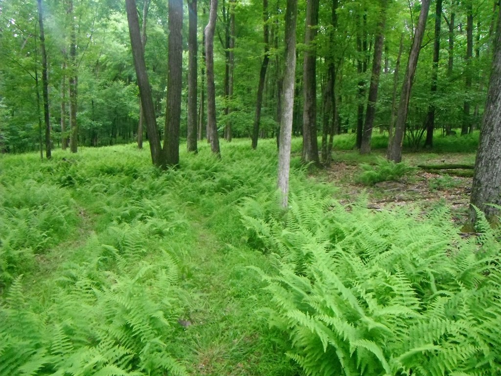 0 Neiltown Road Pleasantville, PA 16341 - Photo 6 of 11 a view of outdoor space and green space