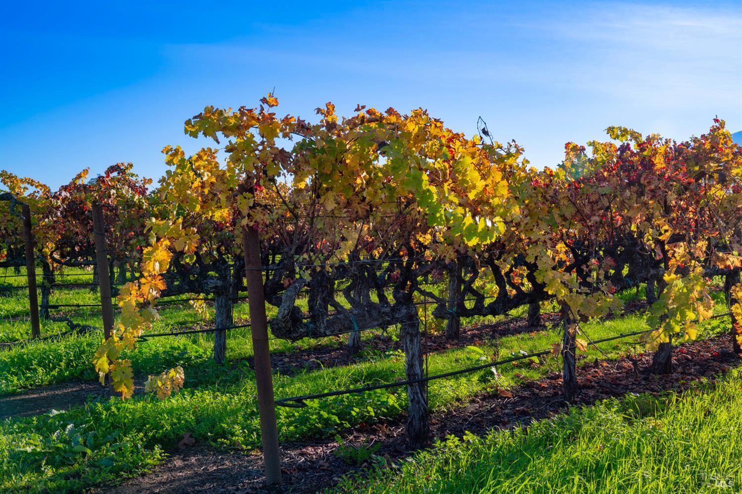 1135 Galleron Road St. Helena, CA 94574 - Photo 12 of 21 a view of a bunch of trees