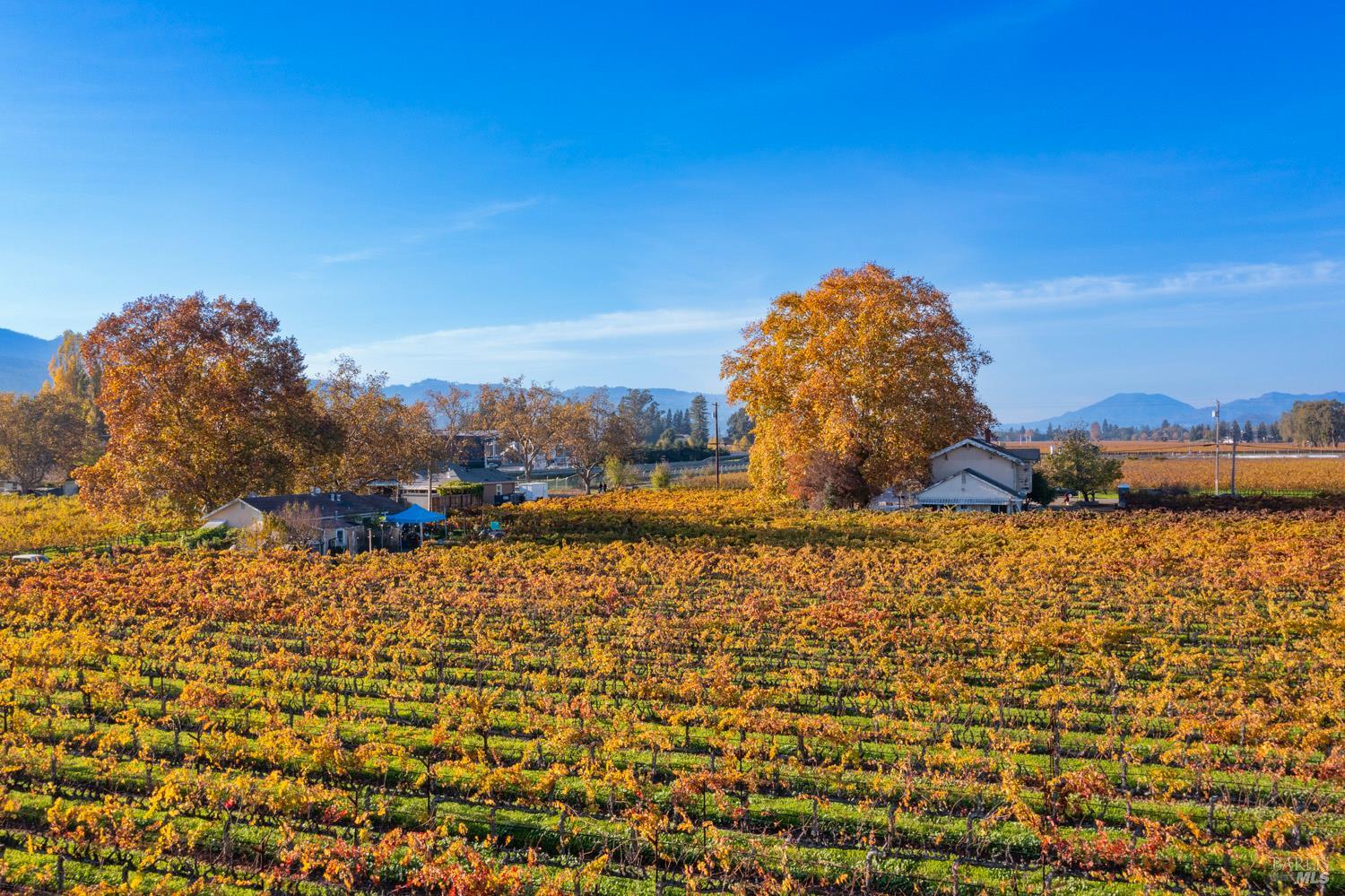 1135 Galleron Road St. Helena, CA 94574 - Photo 14 of 21 a view of a yard