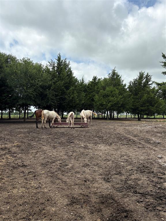 Tbd Palmyra Road Palmer, TX 75152 - Photo 29 of 31 a view of yard with green space
