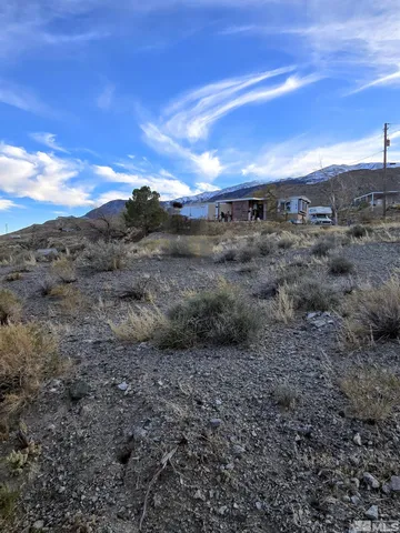 a view of a large trees with lots of trees