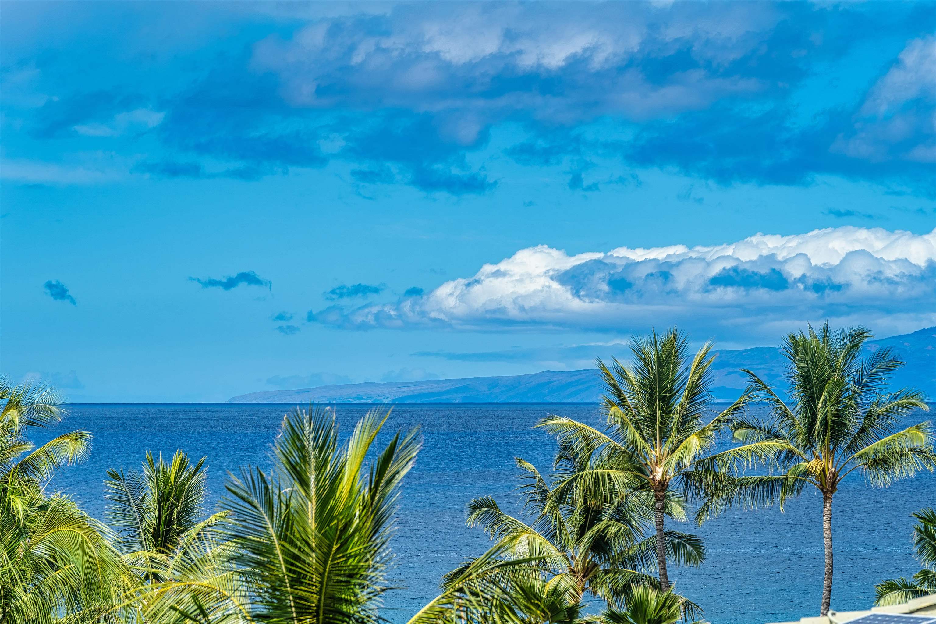 4955 Makena Road, Unit E301 Kihei, HI 96753 - Photo 6 of 22 a view of a plants with a flower in a garden