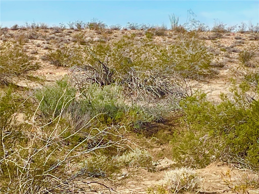 2100 South Lone Ranger Road Yucca, AZ 86438 - Photo 8 of 15 Desert Flora