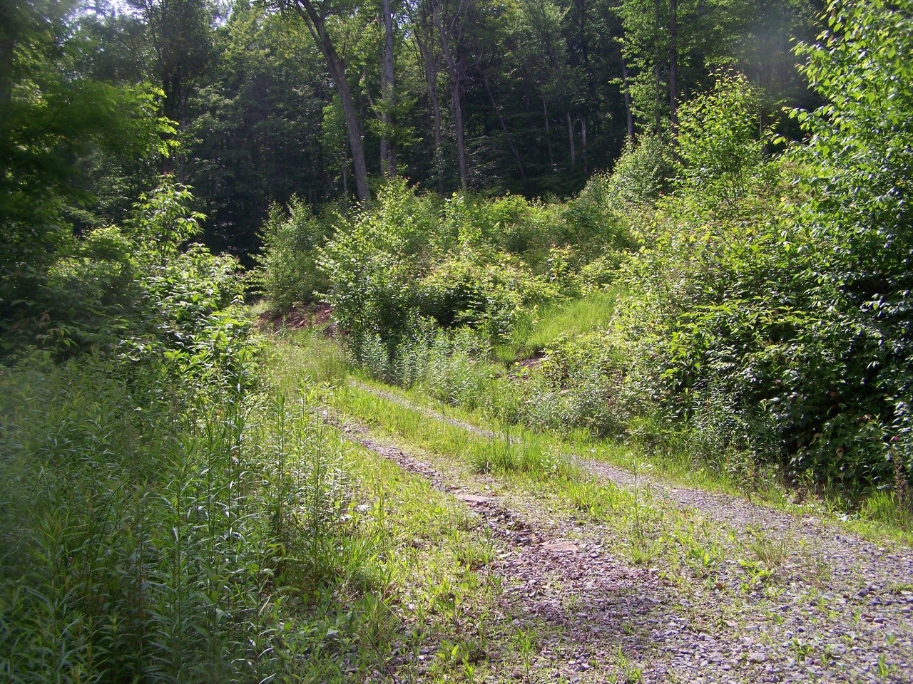 16 Cherry Grove Road Slatyfork, WV 26291 - Photo 11 of 19 Gallery Image 11