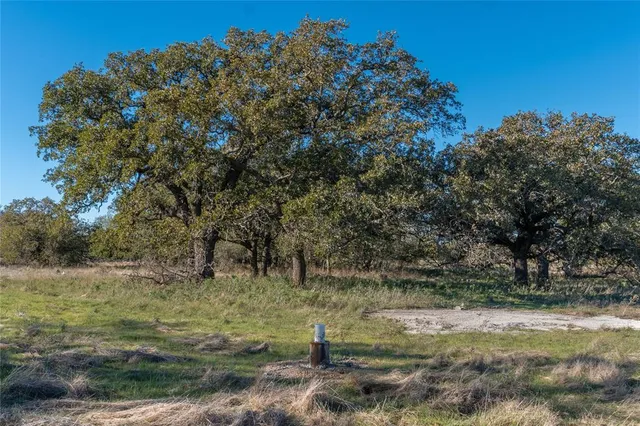 a view of a tree with a yard
