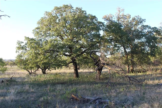 a view of a tree in a field