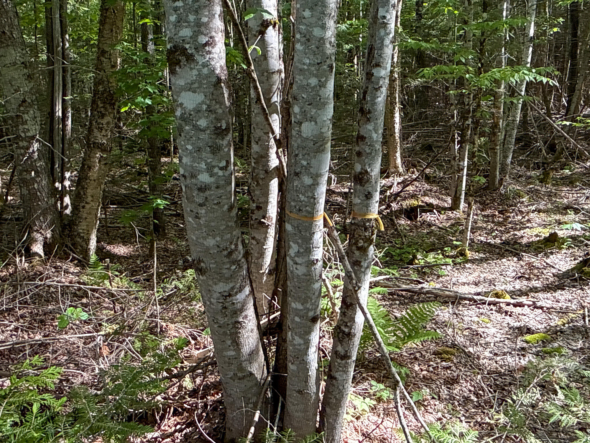 11 Bartlett Road Springfield, ME 04487 - Photo 28 of 36 15